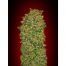 Lote de 5 semillas 00Seeds-Chocolate-Kush-5F