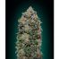00Seeds Northern Lights 5F