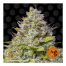 Barneys-Farm-Blue-Gelato-41