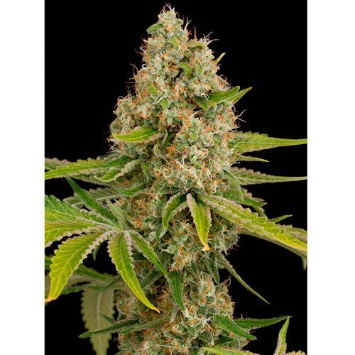 Dinafem-Seeds-Og-Kush