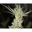 Medical-Seeds-1024