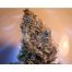 Medical-Seeds-2046