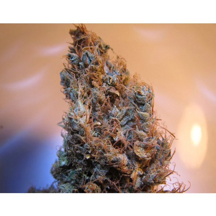 Medical-Seeds-2046