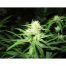 Medical-Seeds-Y-Griega