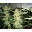 Medical-Seeds-white-Widow
