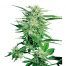 Sensi-Seeds-Big-Bud
