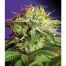 Sweet-Seeds-Green-Poison