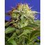 Sweet-Seeds-Green-Poison-Fast