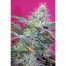 Sweet-Seeds-Sweet-Cheese-Auto