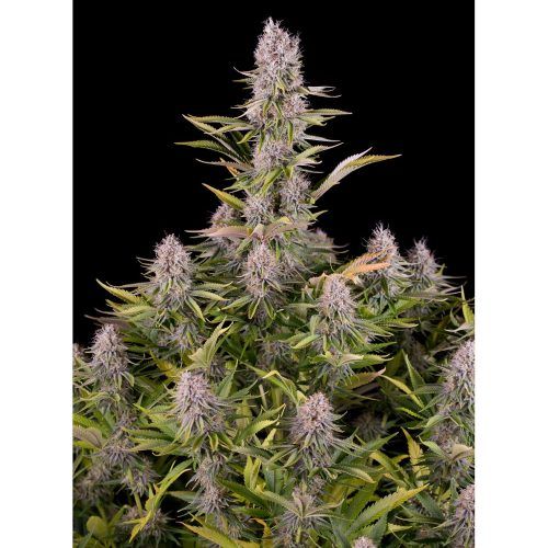 semillas amnesia kush dinafem