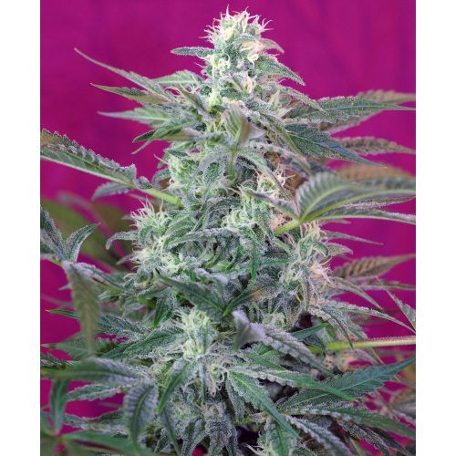 semillas de big foot del banco sweet seeds