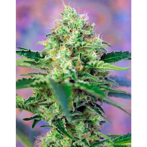 semillas sweed seeds crystal candy