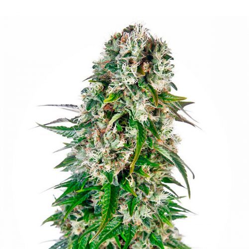 semillas autoflorecientes big bud