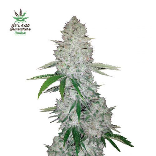 semillas auto gorilla glue fast bud