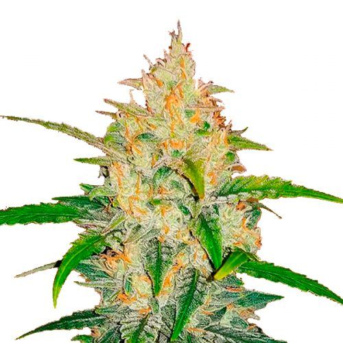 semillas auto zkittlez