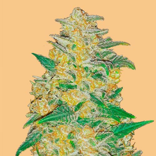 Auto AK Feminizada Fast Buds Seeds