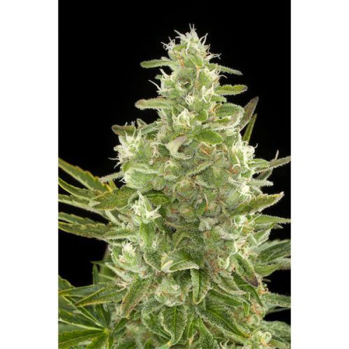 Autocritical Dinafem feminizada