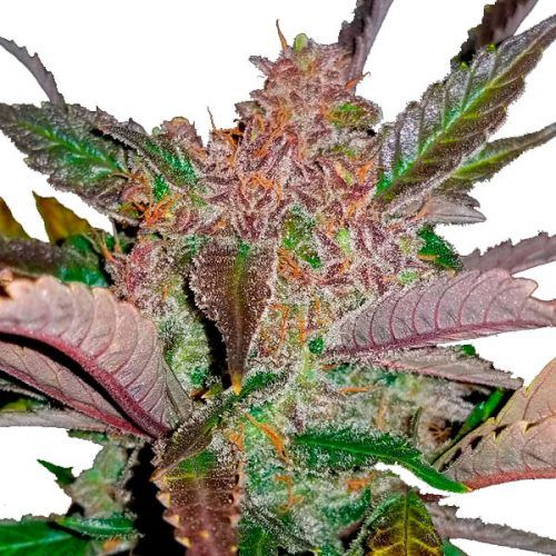 semillas Cream-Cookies-Feminizada-Fast-Buds-Seeds