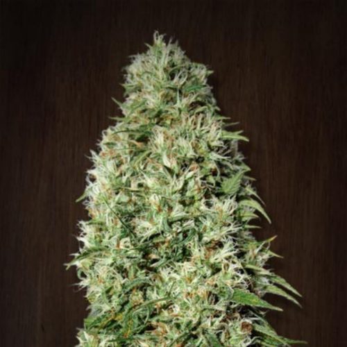 Ace Seeds Orient Express Fem