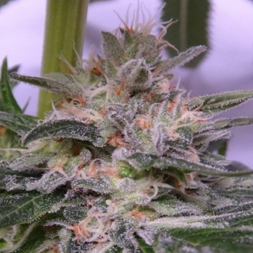 Ace Seeds Bubba Hash Fem