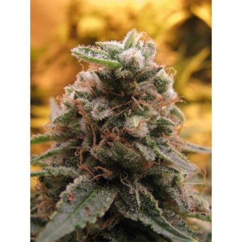 Advanced Seeds Auto Top 69
