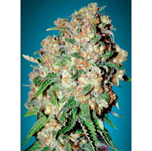 Advanced Seeds Critical Fem.