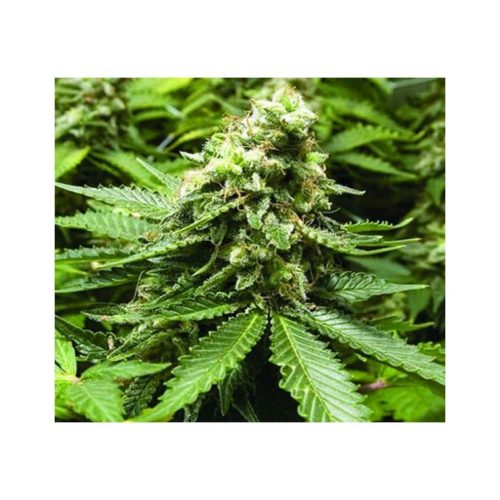 Advanced Seeds Early Widow Fem.