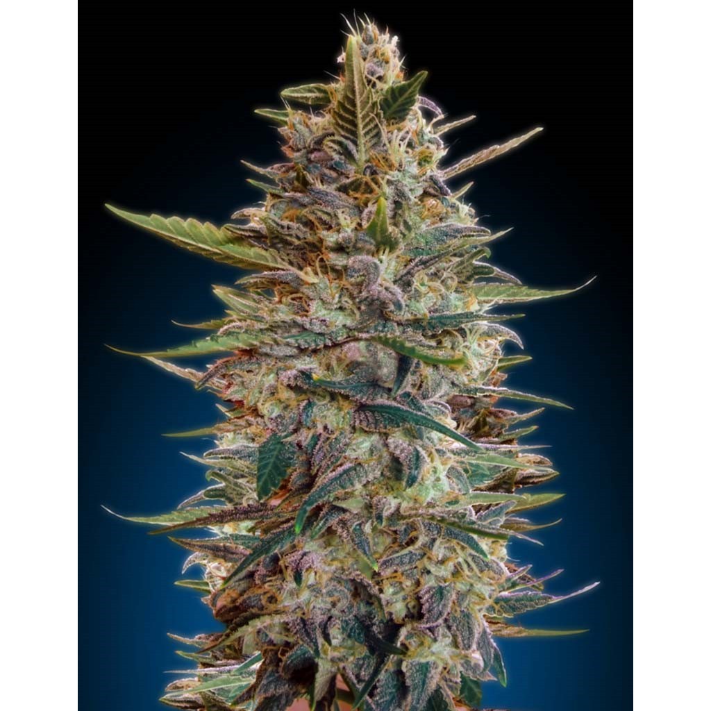 Advanced Seeds Auto Blue Diesel