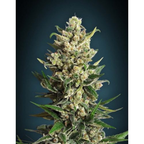 Advanced Seeds Ice Kush Fem.