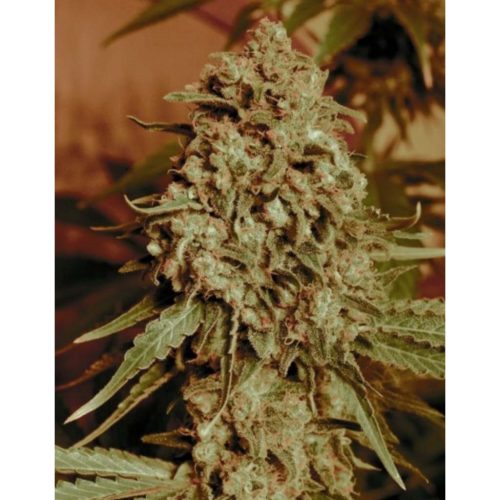 Advanced Seeds Somango Widow Fem.