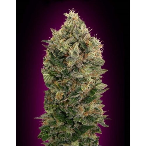 Advanced Seeds Black Diesel Fem.