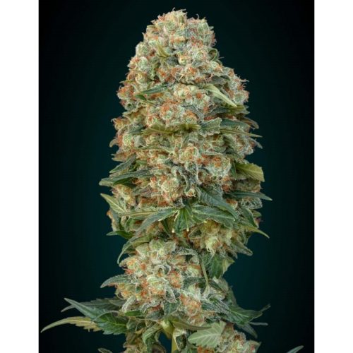 Advanced Seeds Afghan Skunk Fem