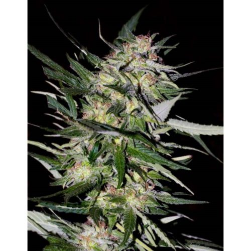 Advanced Seeds Jack Plant Fem.