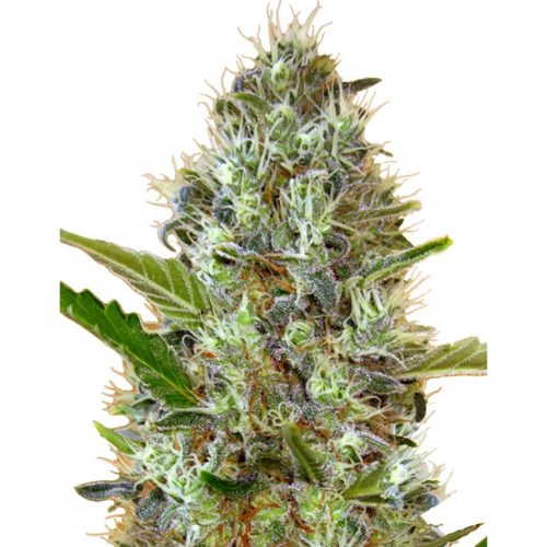 Advanced Seeds Auto Somango