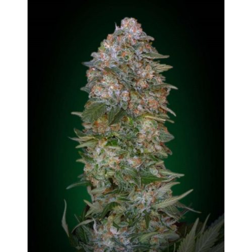 Advanced Seeds Critical Soma Fem