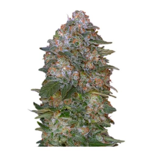 Advanced Seeds Auto Critical Soma