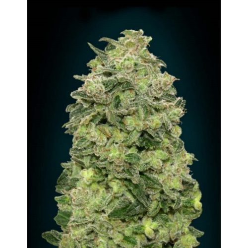 Advanced Seeds Auto Afghan Skunk