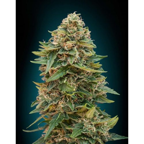 Advanced Seeds Auto Skunk 47