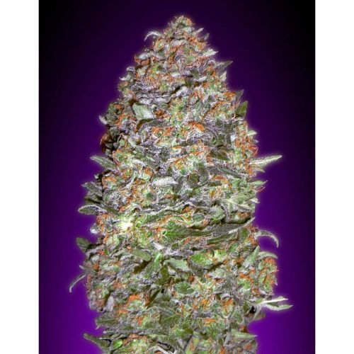 Advanced Seeds Auto Nyc Diesel
