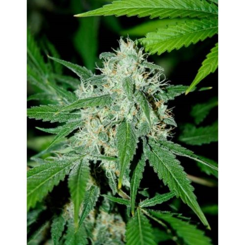 Advanced Seeds Haze Mist Fem
