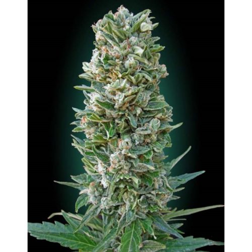 Advanced Seeds Heavy Bud Fem