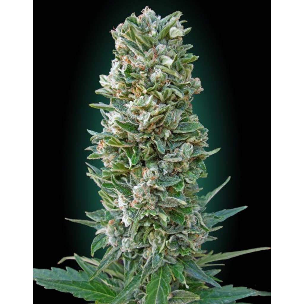Advanced Seeds Heavy Bud Fem