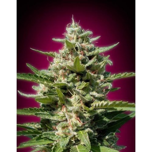 Advanced Seeds White Kush Fem