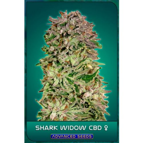 Advanced Seeds Shark Widow CBD Fem.