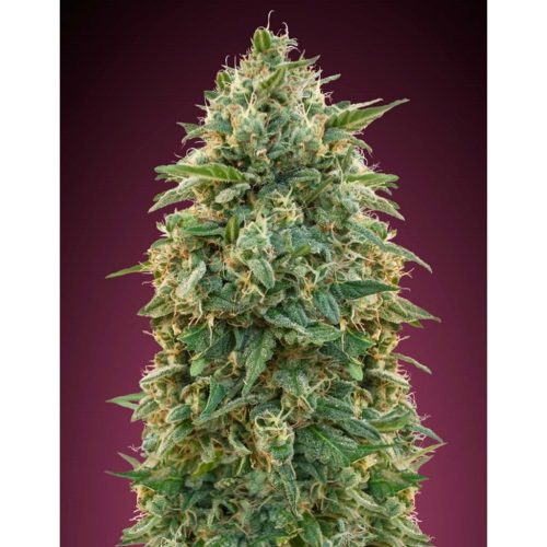 Advanced Seeds Amnesia