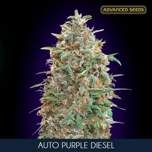Advanced Seeds Auto Purple Diesel