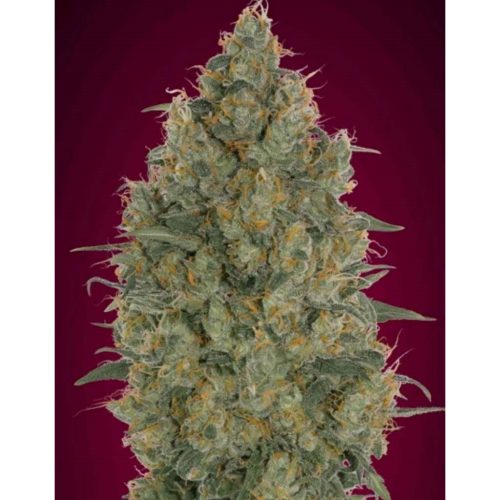 Advanced Seeds Strawberry Gum Fem