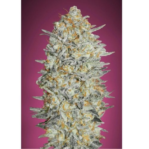 Advanced Seeds Gelato #33 Fem