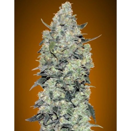 Advanced Seeds Auto Critical Mass