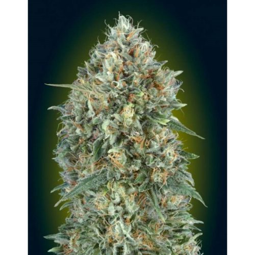 Advanced Seeds Auto Gelato #33